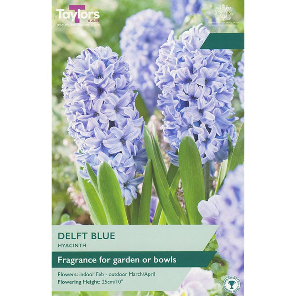 Hyacinth ‘Delft Blue’ (5 Bulbs) image 0
