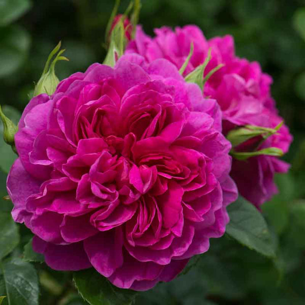 David Austin Princess Anne® English Shrub Rose (6-Litre Pot) image 2