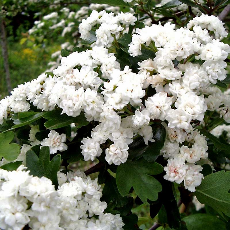 Crataegus laevigata 'Plena' Tree (Double Flowering Hawthorn) (12-Litre Pot) image 0