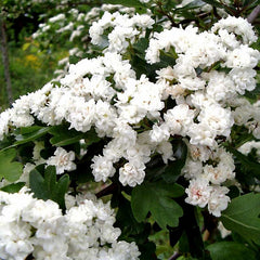 Crataegus laevigata 'Plena' Tree (Double Flowering Hawthorn) (12-Litre Pot) image 0