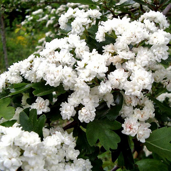 Crataegus laevigata 'Plena' Tree (Double Flowering Hawthorn) (12-Litre Pot) image 0