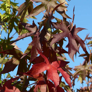 Liquidambar styraciflua 'Lane Roberts' Tree (Sweet Gum) (12-Litre Pot) image 0