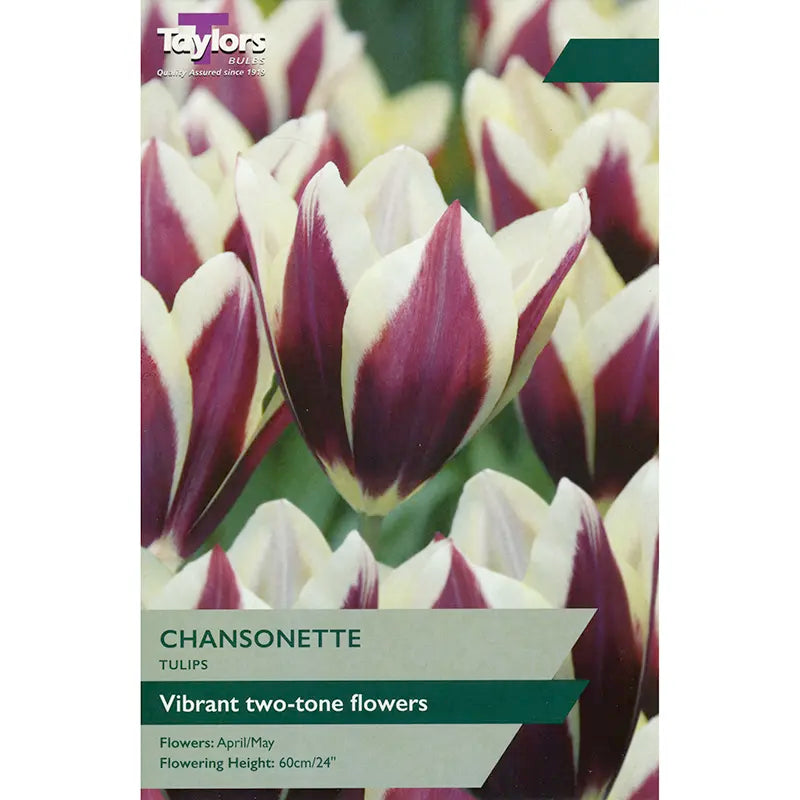 Tulip 'Chansonette' (6 bulbs) image 0