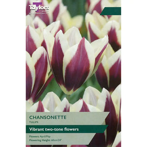 Tulip 'Chansonette' (6 bulbs) image 0