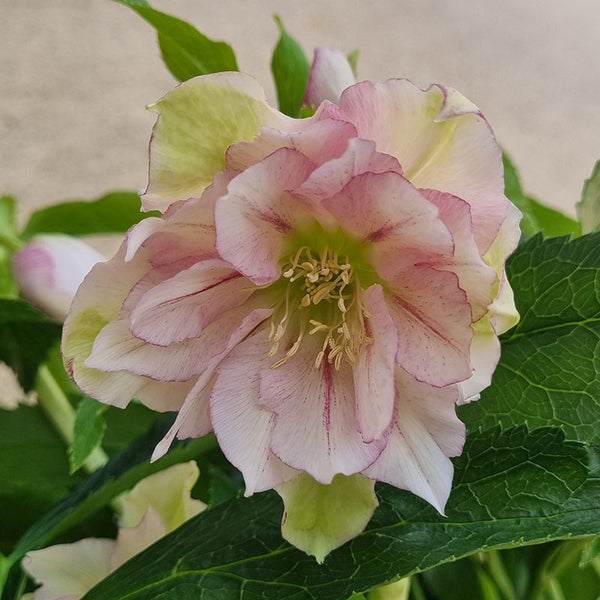 Hellebore ViV® Alessia (4-Litre Pot) image 0