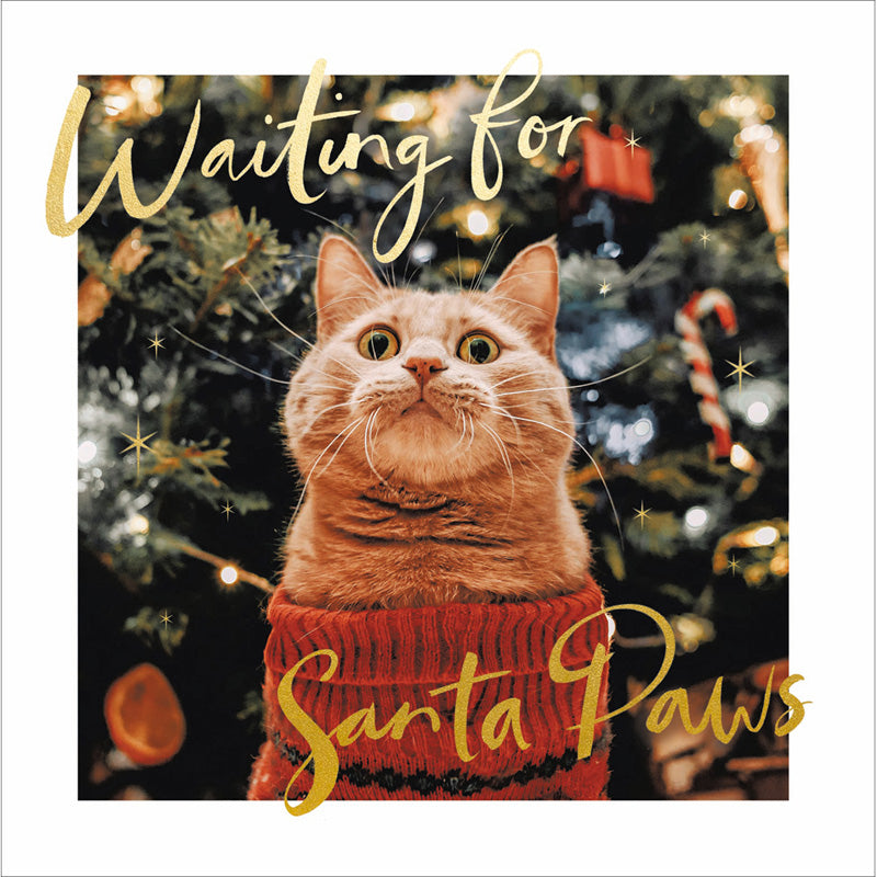 Woodmansterne Cat in a Jumper Christmas Card image 0