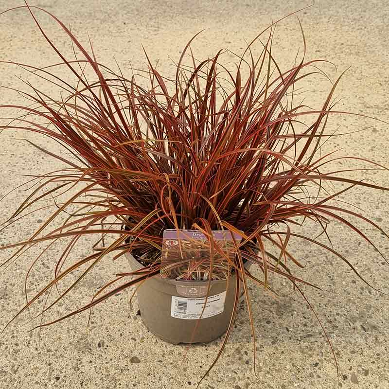 Uncinia rubra ‘Everflame’ (2-Litre Pot) image 0