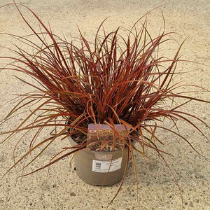 Uncinia rubra ‘Everflame’ (2-Litre Pot) image 0