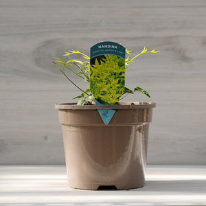 Nandina Domestica ‘Magical Lemon & Lime’ (3-Litre Pot) image 2