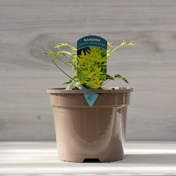 Nandina Domestica ‘Magical Lemon & Lime’ (3-Litre Pot) image 2