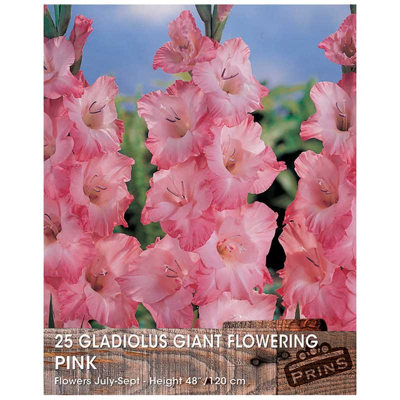 Gladiolus Giant Flowering Bulbs - 25 bulbs image 0