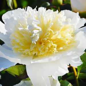 Peony 'Honey Gold' image 0