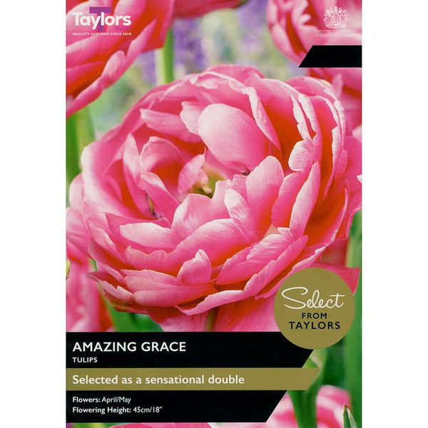 Tulip ‘Amazing Grace’ (6 Bulbs) image 0