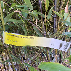 Phyllostachys nigra black bamboo - 18 litre pot image