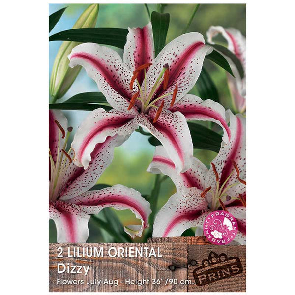 Lilium 'Oriental Dizzy' Bulbs (2 Bulbs) image 0