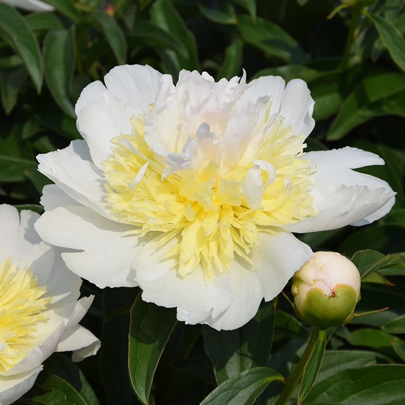Peony 'Golden Fleece' image 0