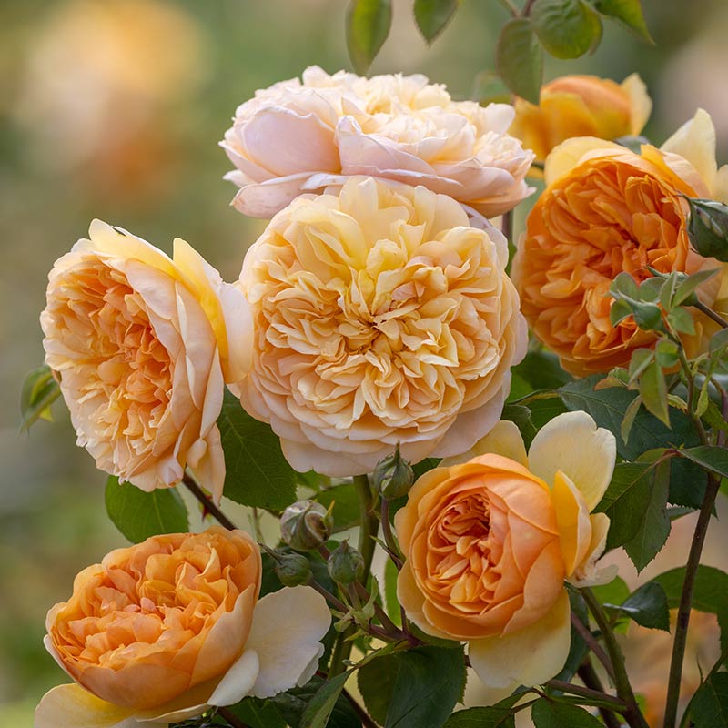 David Austin Bring Me Sunshine® English Shrub Rose (6-Litre pot) image 0