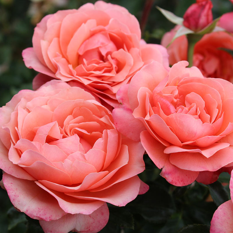 Whartons Roses ‘Coral Gardens’ Bush Rose (3-Litre Pot) image 0