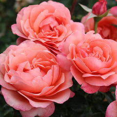 Whartons Roses ‘Coral Gardens’ Bush Rose (3-Litre Pot) image 0