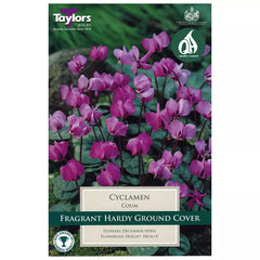 Cyclamen coum (2 bulbs) image 0