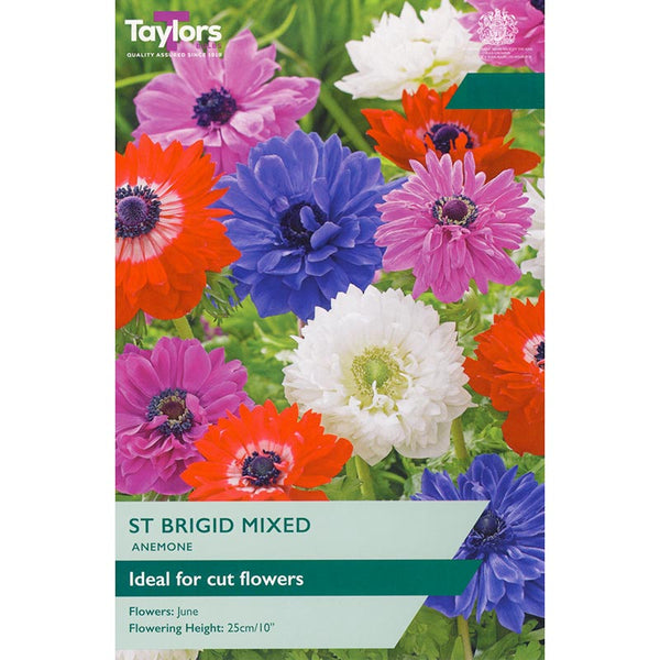 Anemone ‘St Brigid’ Mixed (15 Bulbs) image 0