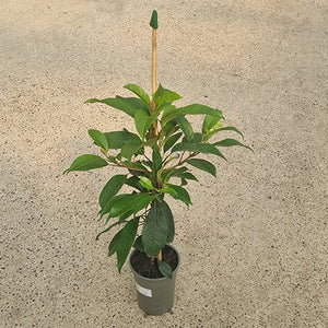 Hydrangea seemanii (3-Litre Pot) image 1