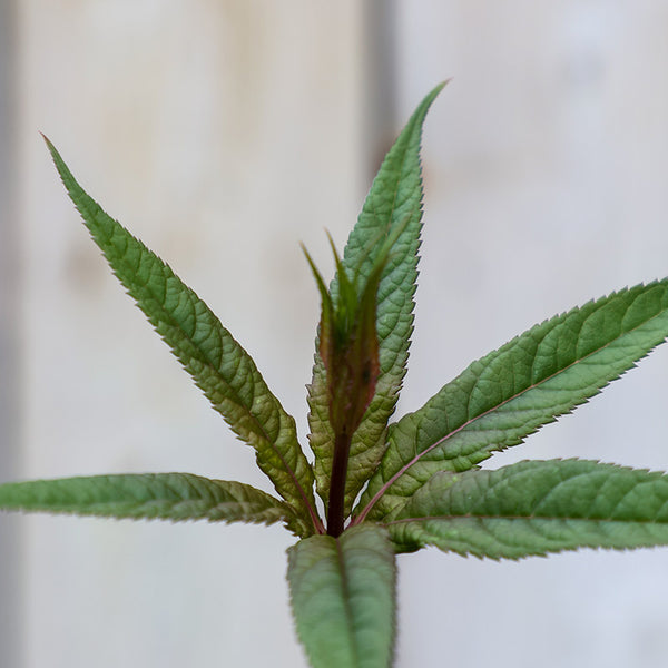 Veronicastrum virginicum ‘Fascination’ (3-Litre Pot) image 1