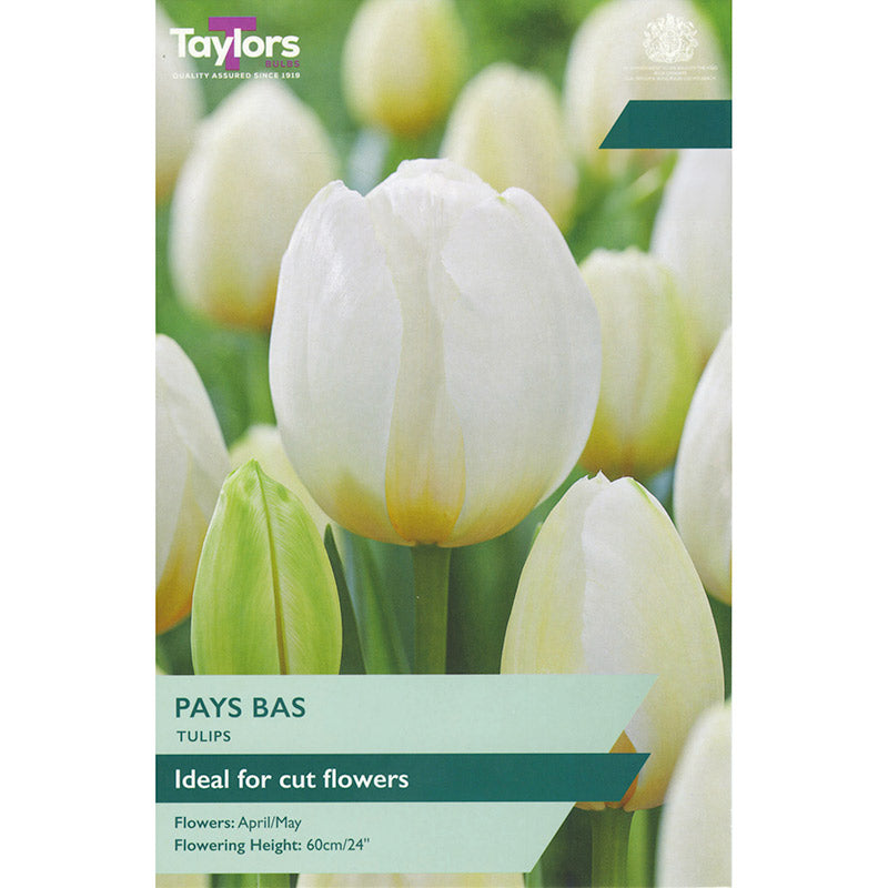 Tulip ‘Pays Bas’ (6 bulbs) image 0