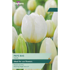 Tulip ‘Pays Bas’ (6 bulbs) image 0