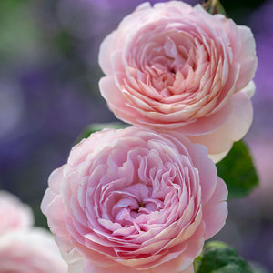 David Austin Queen Of Sweden® English Shrub Rose (6-Litre Pot) image 2