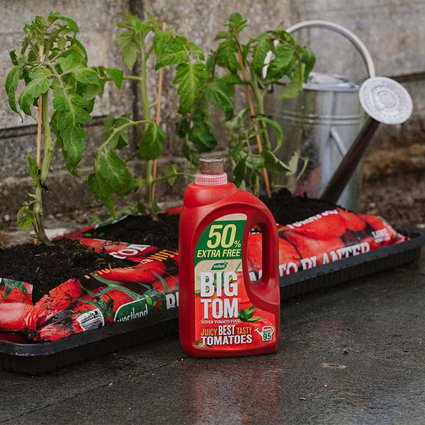 Big Tom Super Tomato Food 1.25L (+50% Extra Free) image 3