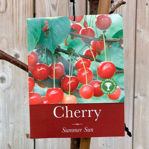 Prunus avium 'Summer Sun' Cherry Tree (12-Litre Pot) - Gisela image