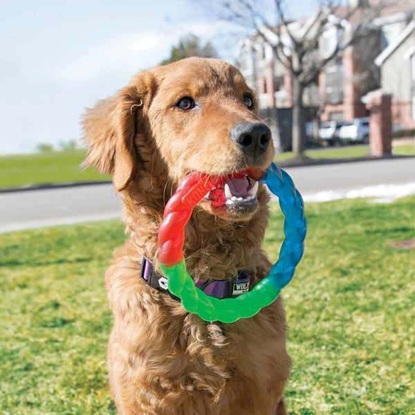 Kong Twistz Ring Dog Toy image 2