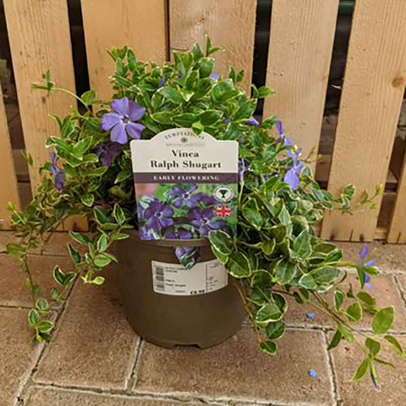 Vinca 'Ralph Shugart' (3-Litre Pot) image 0