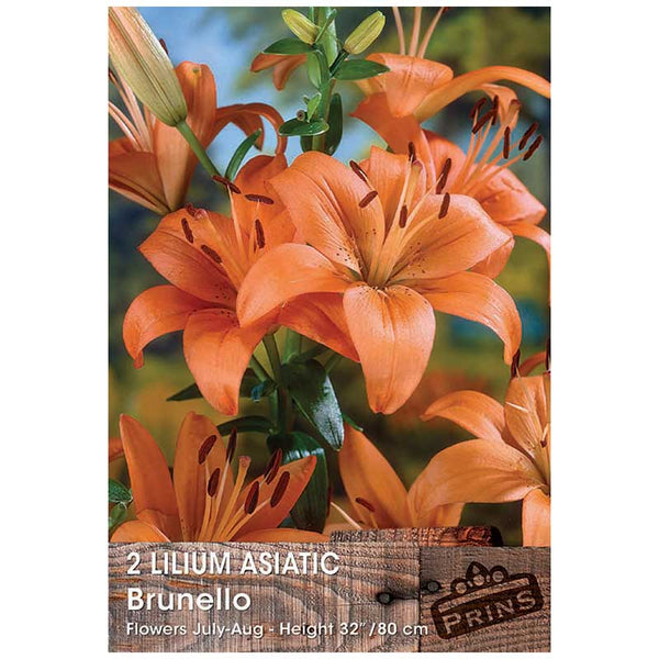 Lilium 'Asiatic Brunello' Bulbs image 0