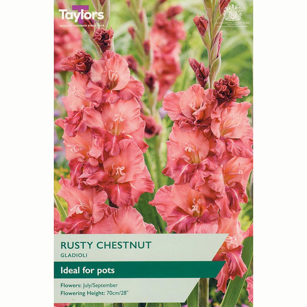 Gladioli ‘Rusty Chestnut’ with Burnt Bronze Flowers (8 Bulbs) image 0