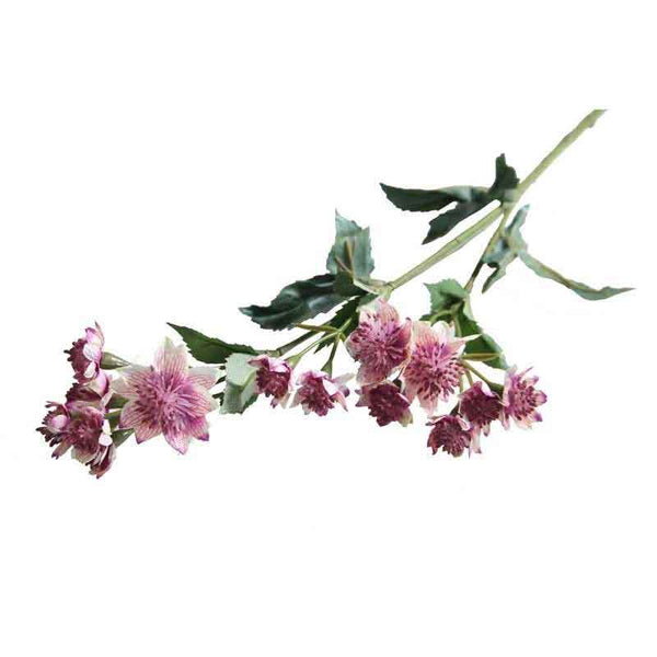 Pink Astrantia Stem -14 Flowers (50cm) image 1