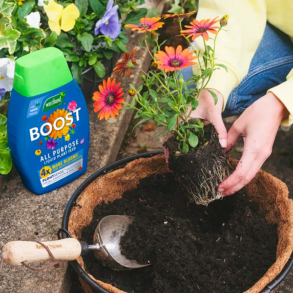 Westland Boost All Purpose Liquid Plant Food (1 litre) image 5