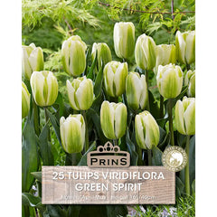 Tulip 'Green Spirit' (25 bulbs) image 0