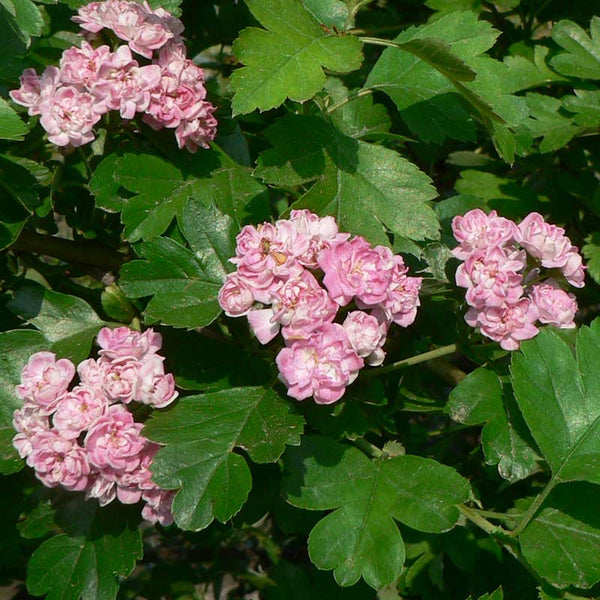 Crataegus 'Rosea Flore Pleno' Tree (Double Pink Hawthorn)(12-Litre Pot) image 0