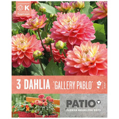 Dahlia Decorative 'Gallery Pablo' (3 tubers) image 0