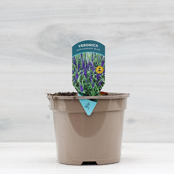 Veronica spicata ‘Anniversary Blue’ (2-Litre Pot) image 0