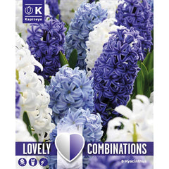 Lovely Combinations Hyacinths ‘Ocean Blend’ (8 Bulbs) image 0