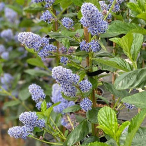 Ceanothus arboreus 'Trewithen Blue' Tree (California Lilac) (12-Litre Pot) image 0