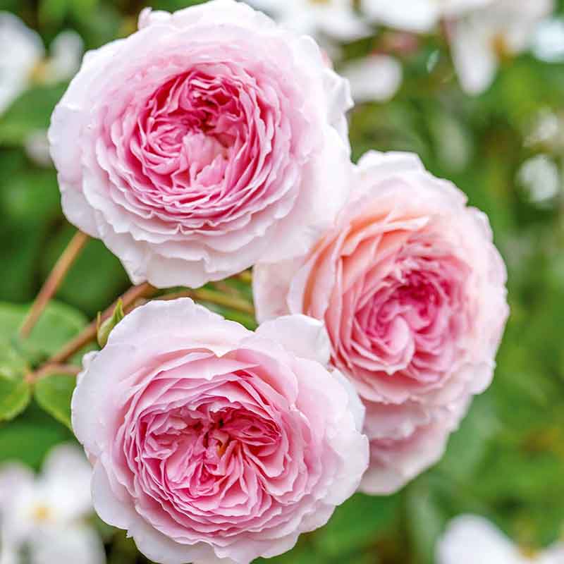 David Austin James Galway® English Climbing Rose (6-Litre Pot) image 0