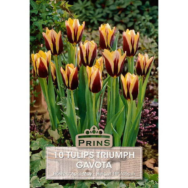 Tulip 'Gavota' (10 bulbs) image 0
