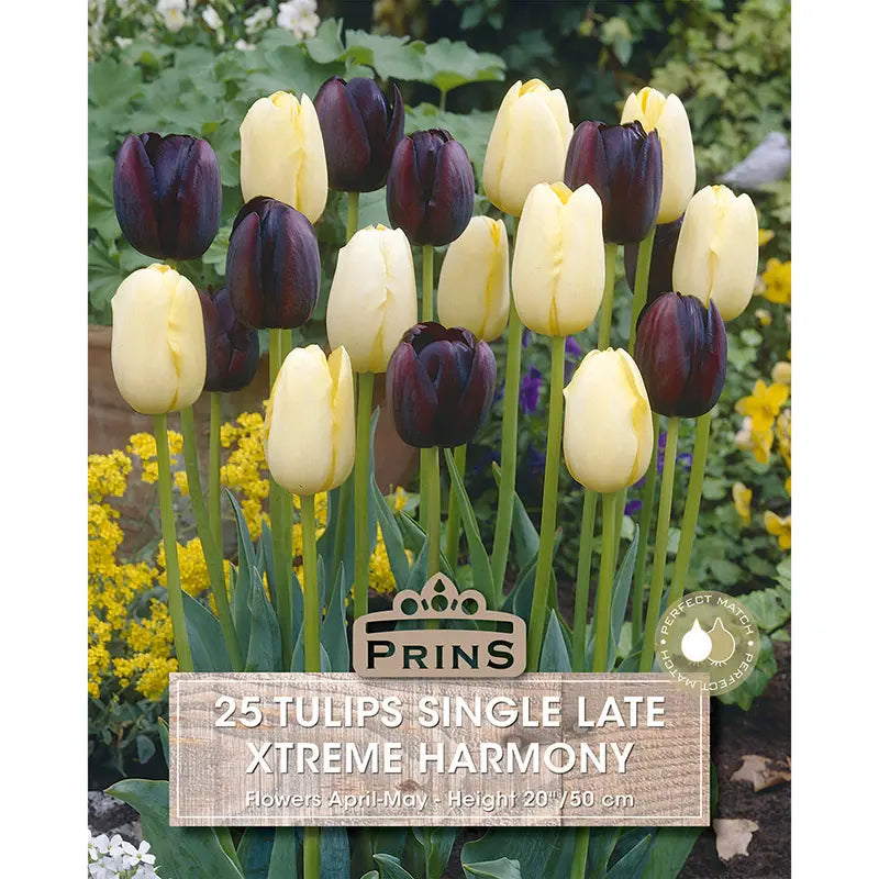 Tulip 'Xtreme Harmony' (25 bulbs) image 0