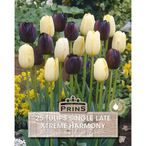 Tulip 'Xtreme Harmony' (25 bulbs) image 0