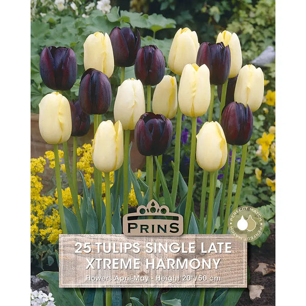 Tulip 'Xtreme Harmony' (25 bulbs) image 0