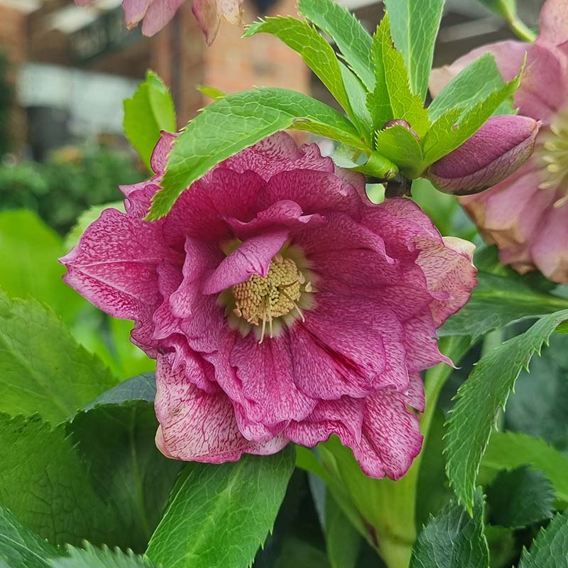 Hellebore ViV® Elena (4-Litre Pot) image 0